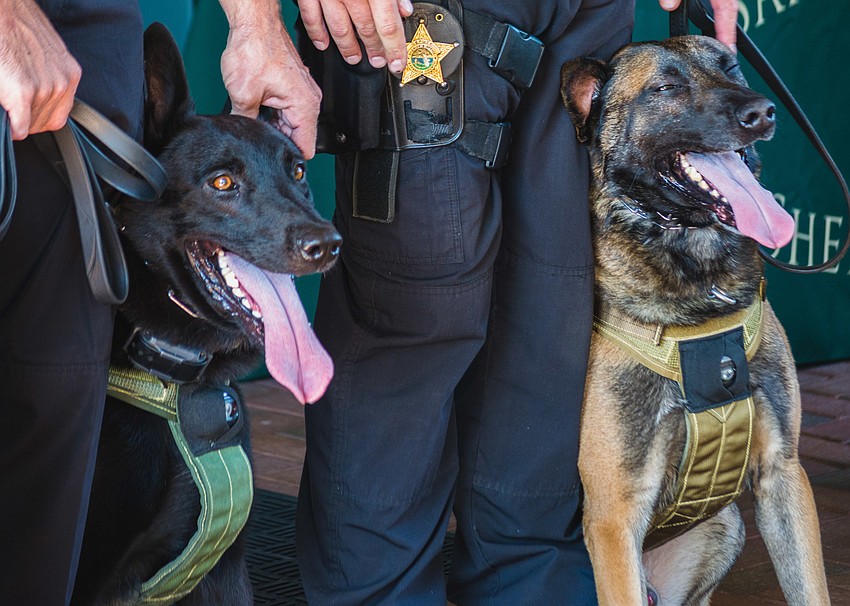 K9s Rex and Ryker,  both 6-year-old Belgian Malinois, wear their new vests.