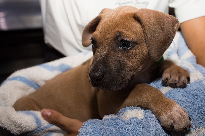 Agave, a puppy available for adoption, greeted guests as they walked in the door.