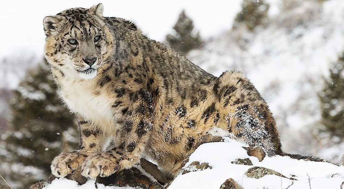 A snow leopard roams the Himalayan mountains in "Planet Earth II." Image source: Netflix.