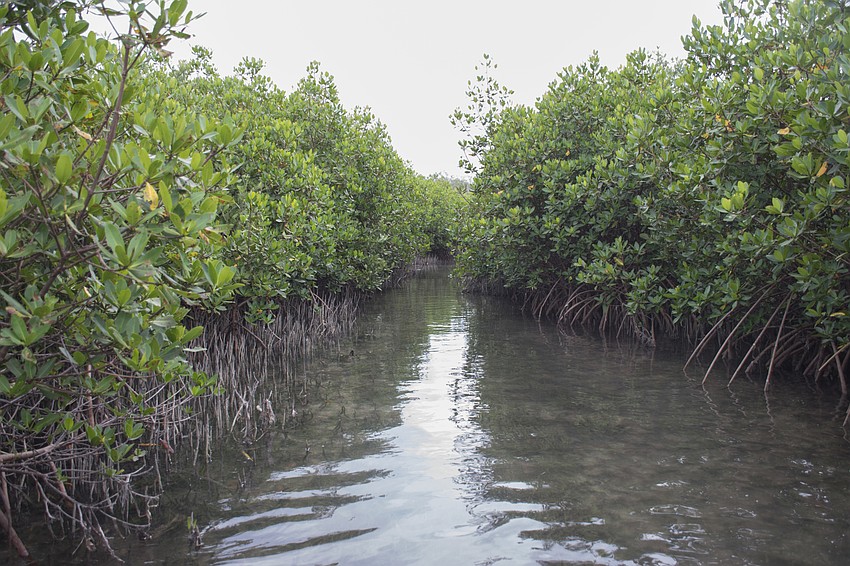 Wetlands on Sister Keys provide habitat to all kinds of sea life.