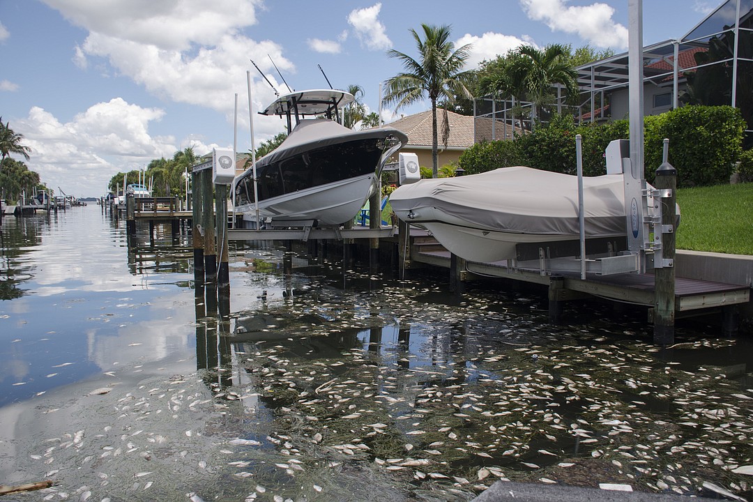 Longboat Key gears up to deal with red tide's fish kills Your Observer