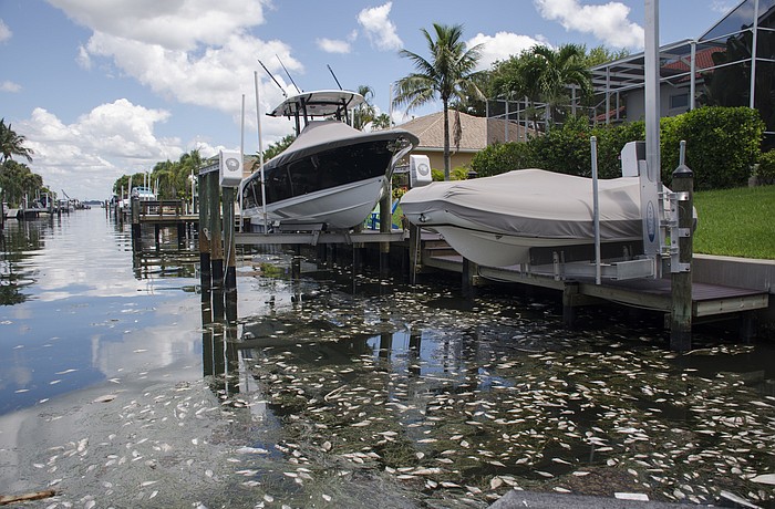 Dead fish were beginning to accumulate in Bay Isle's residential canals.
