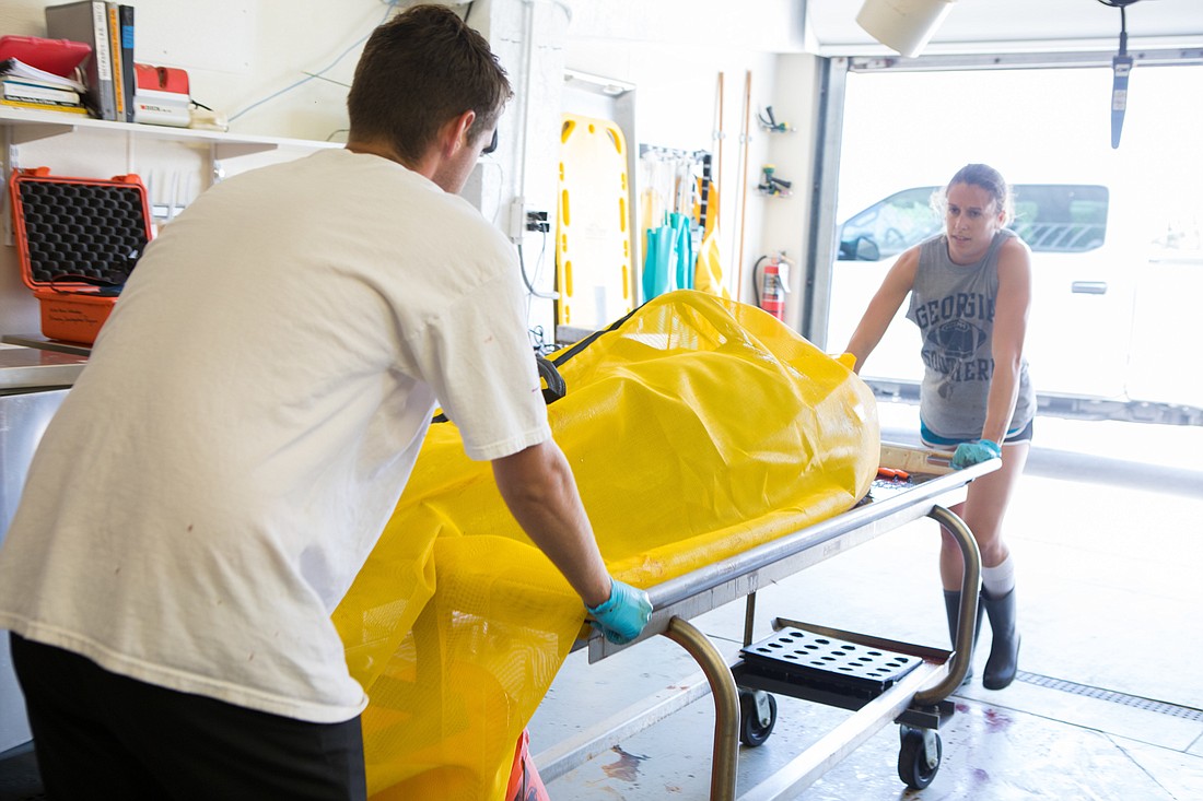 Mote Marine Laboratory has begun bringing in the deceased dolphins and investigating the cause of the deaths. Photo courtesy Conor Goulding/Mote Marine Laboratory