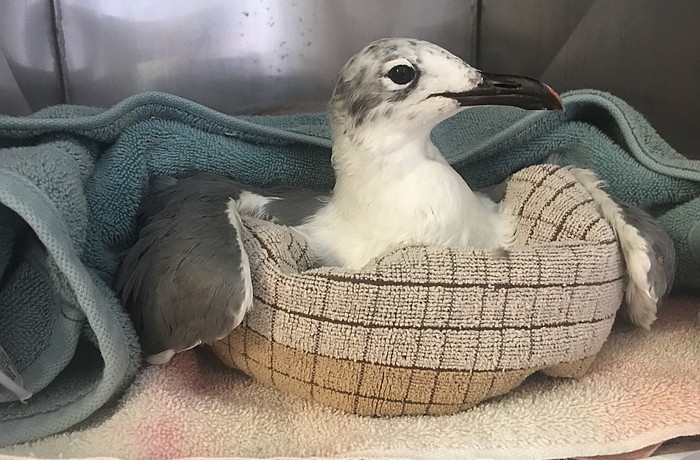 Save Our Seabirds Avian Hospital Administration Dana Leworthy  said a few birds have been brought in that were more than likely impacted by red tide.