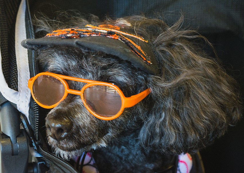 Andrew James is a big Orioles fan.