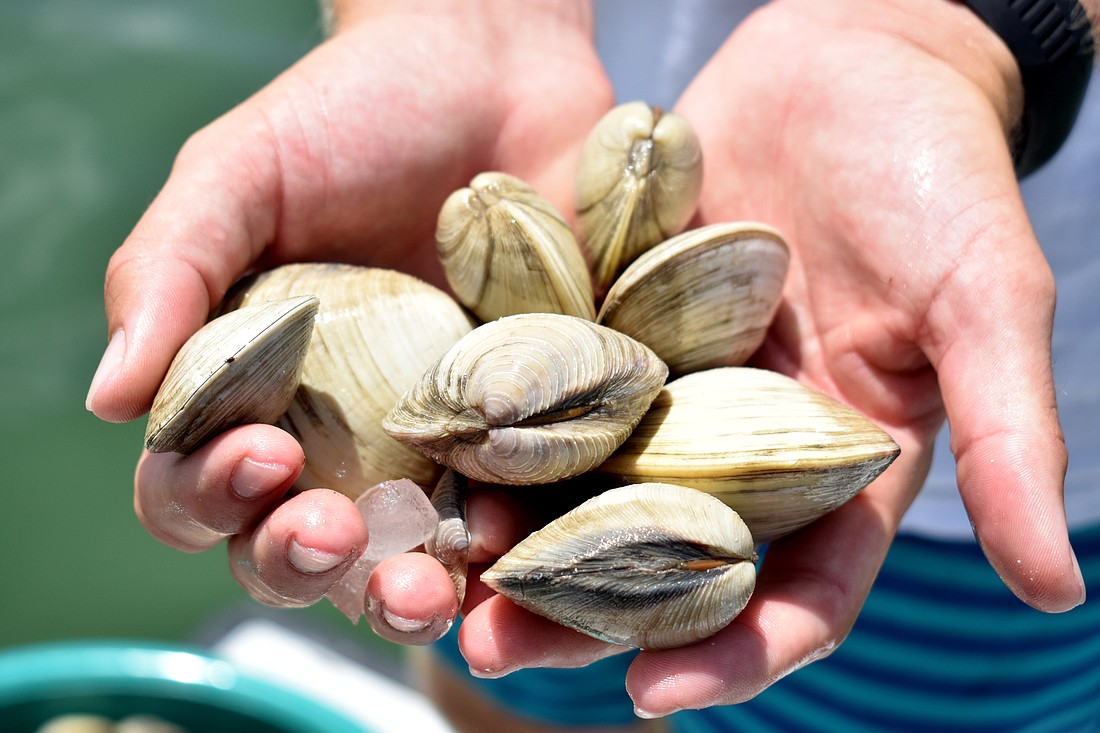 The Sarasota Bay Watch is working to release 60,000 juvenile clams and 215,000 adult clams into Sarasota Bay. File photo