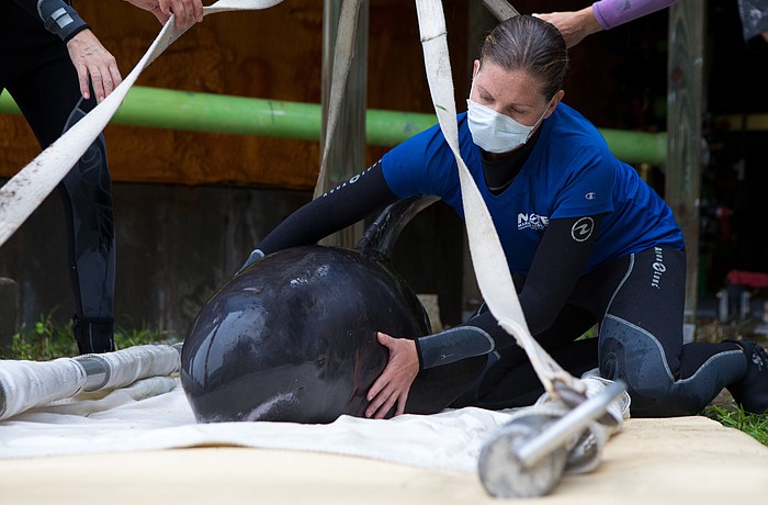 Two pygmy killer whales were brought to Mote on Aug. 30. Photo courtesy of  Conor Goulding / Mote Marine Laboratory