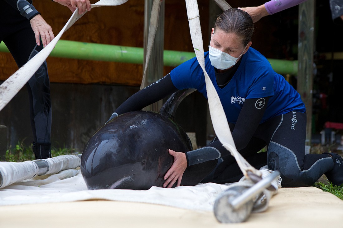 Two pygmy killer whales were brought to Mote on Aug. 30. Photo courtesy of  Conor Goulding / Mote Marine Laboratory