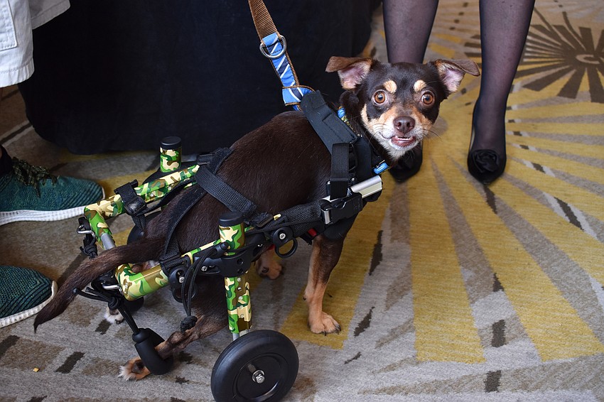 Spencer is a Chihuahua mix who was once shot by a BB gun, causing him to be paralyzed from the stomach down.