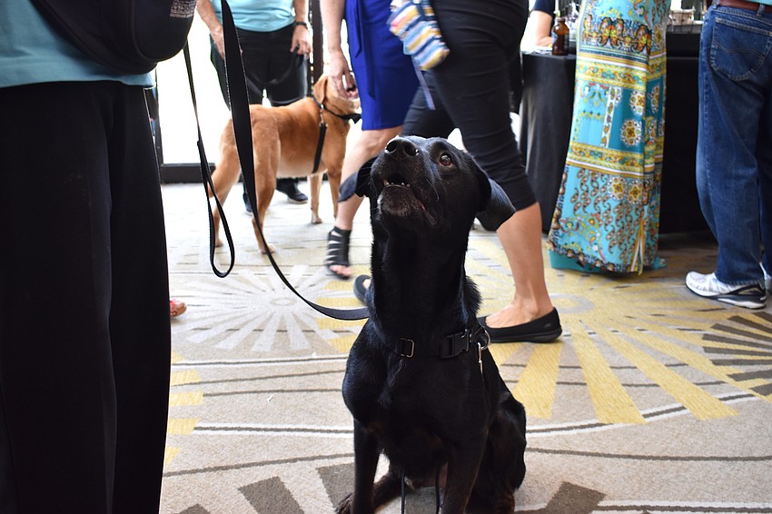 Dalton is an estimated 7-year-old shepherd mix from Louisiana who is available for adoption at The Humane Society of Sarasota County.
