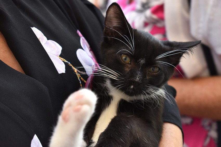 Brent is a 3-month-old kitten, the last of his litter, who is available for adoption at The Humane Society of Sarasota County.