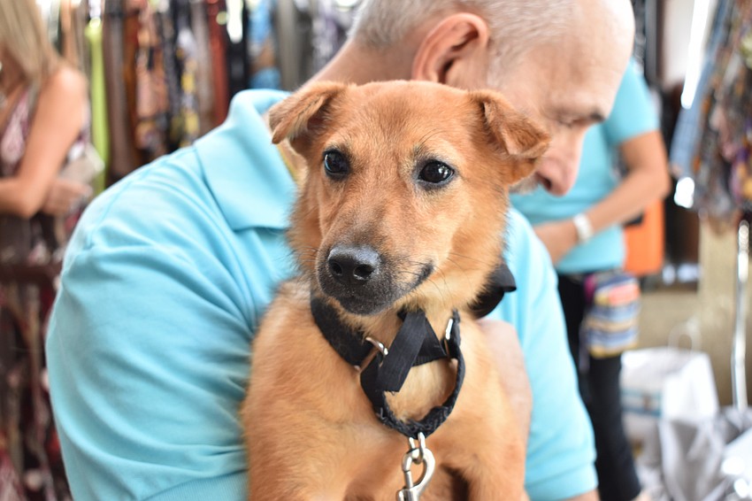 Peaches is an estimated 4-year-old terrier mix who is available for adoption at The Humane Society of Sarasota County.