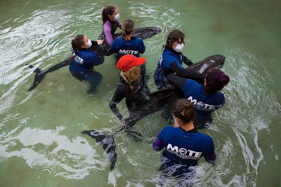 Thunder and Lightning, two female pygmy killer whales, in a hospital pool at Mote. (Mote photo)