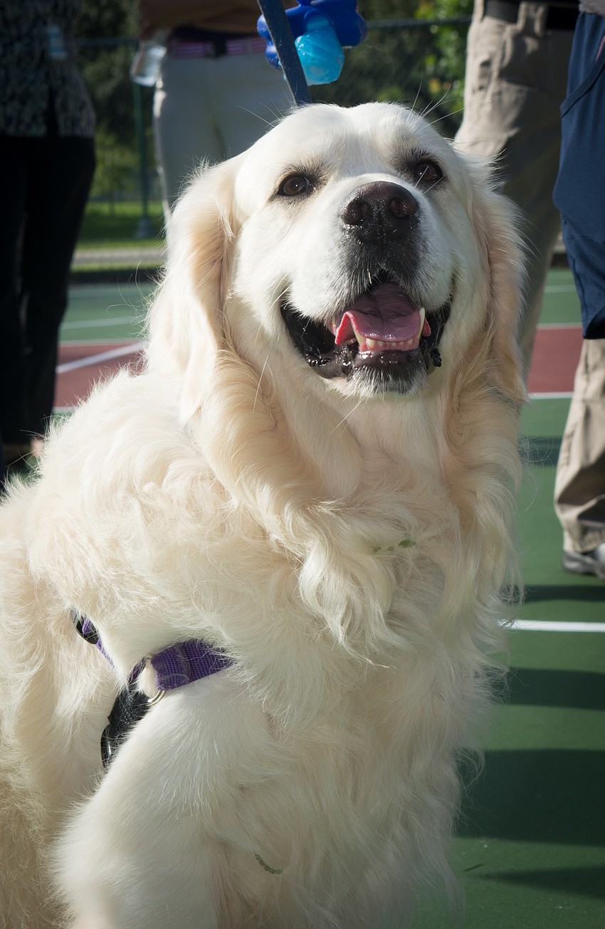 Gryphon, an English cream golden retriever, waits for the park to open.