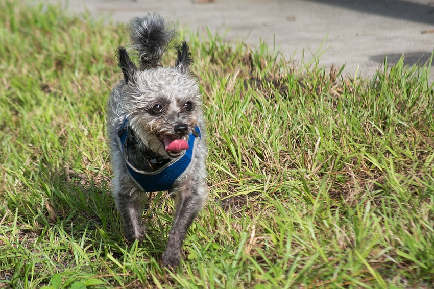 A dog enjoys the Canine Club dog park.