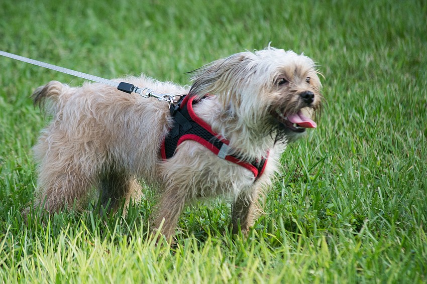 Sota, named after the city of Sarasota, enjoys the grand celebration of the Canine Club dog park.