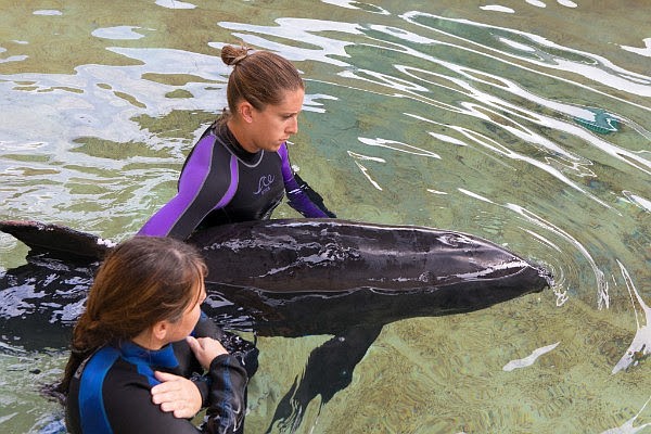 Bolt was brought to Mote on Sept. 4 after being found on Longboat Key. Photo courtesy of Conor Goulding/ Mote