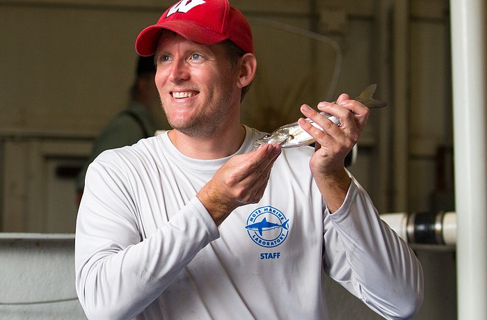Ryan Schloesser of Mote holds a juvenile snook that was raised for  fisheries enhancement research in 2017.  Photo courtesy of Conor Goulding / Mote Marine Laboratory