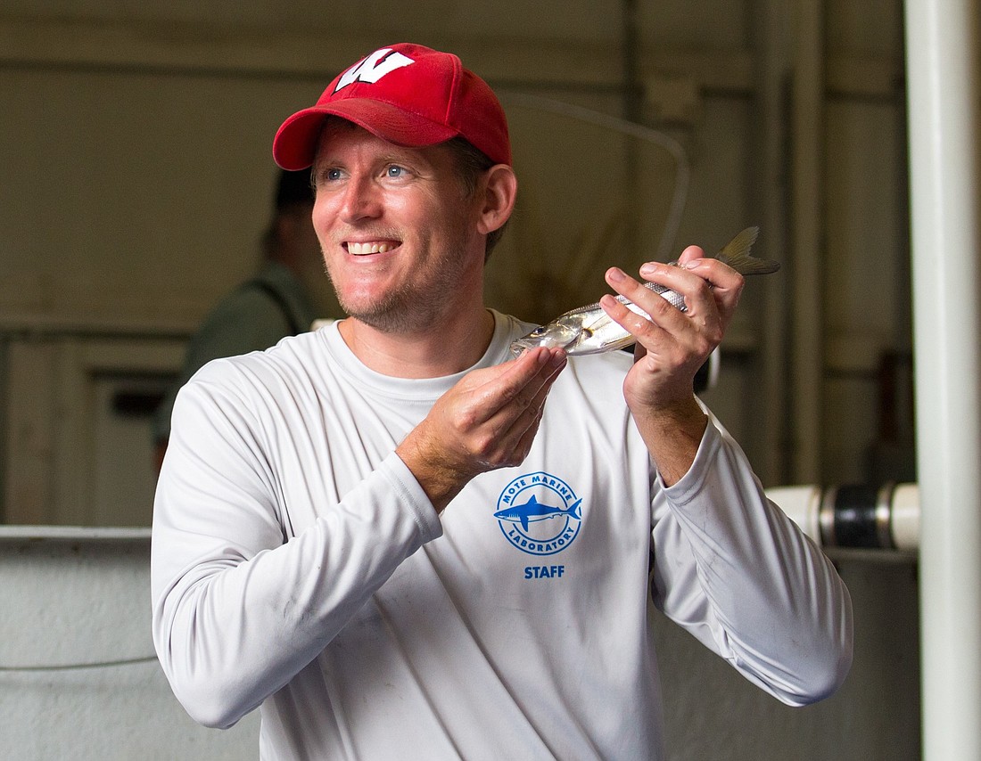 Ryan Schloesser of Mote holds a juvenile snook that was raised for  fisheries enhancement research in 2017.  Photo courtesy of Conor Goulding / Mote Marine Laboratory