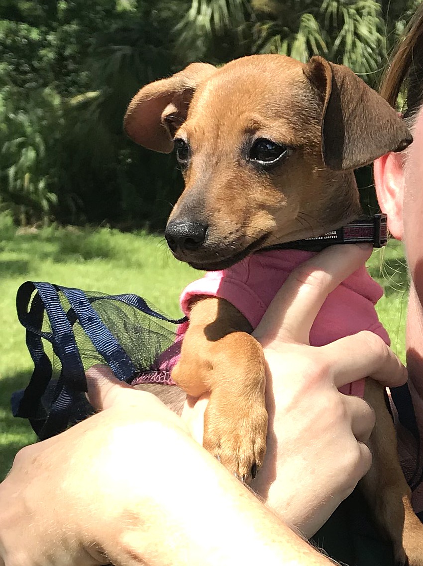 Pickles, a dachshund and chihuahua mix, was the event's keynote speaker. Pickles was adopted after spending time at SPARCC's pet kennel.