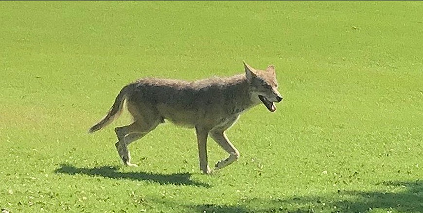 Jim Granite shot this picture of Longboat&#39;s illusive coyote from about 20 yards away on the Resort Longboat Key Club&#39;s Harbourside golf course.