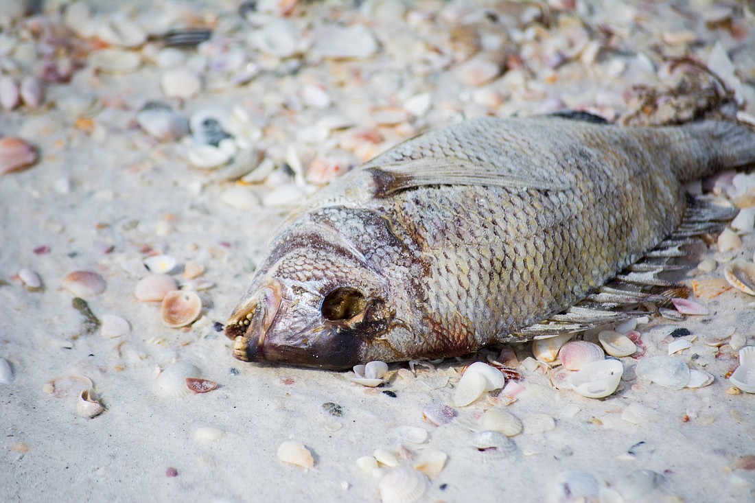 Fish kills on Sarasota beaches have decreased since early September.