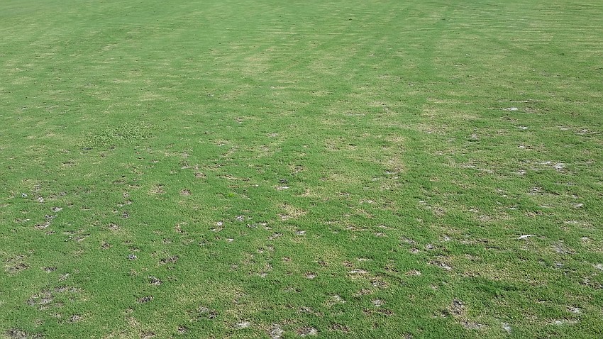 In 2015, the fairways were chewed up by play, rodents and lack of care.