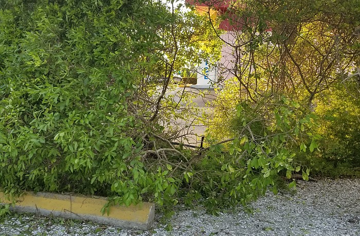 Hedge damaged Friday