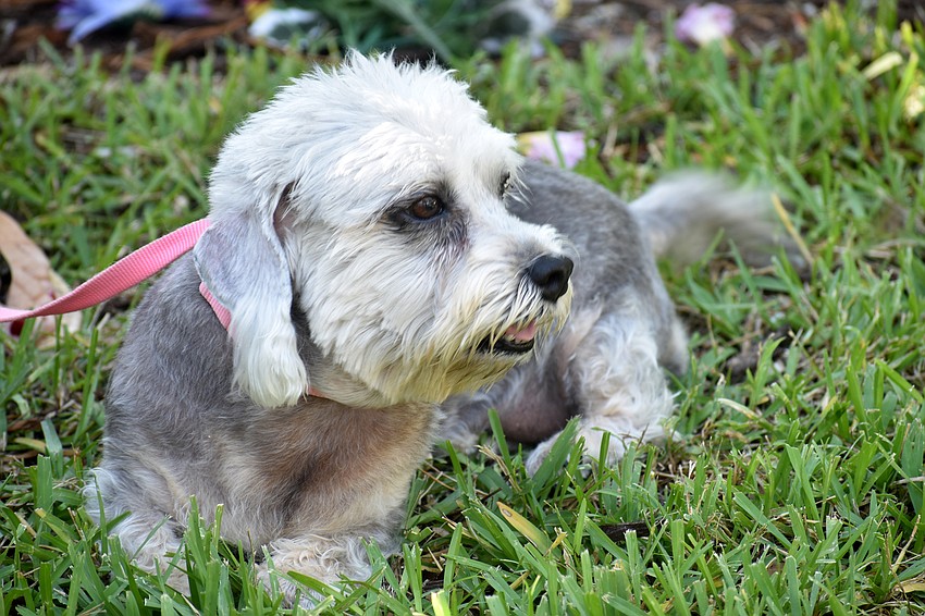 Allie, a Dandie Dinmont terrier, waits to get blessed.