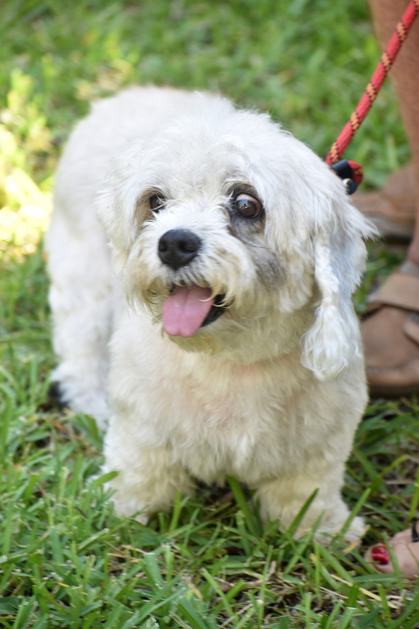 Janey, a Dandie Dinmont terrier, waits for her turn to be blessed.