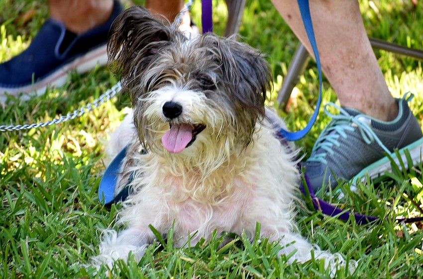Jacob finds a shady spot while waiting to get blessed.