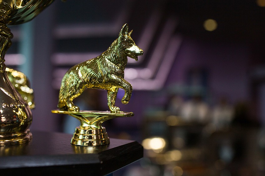 The Top Dog is voted on by a judges panel.