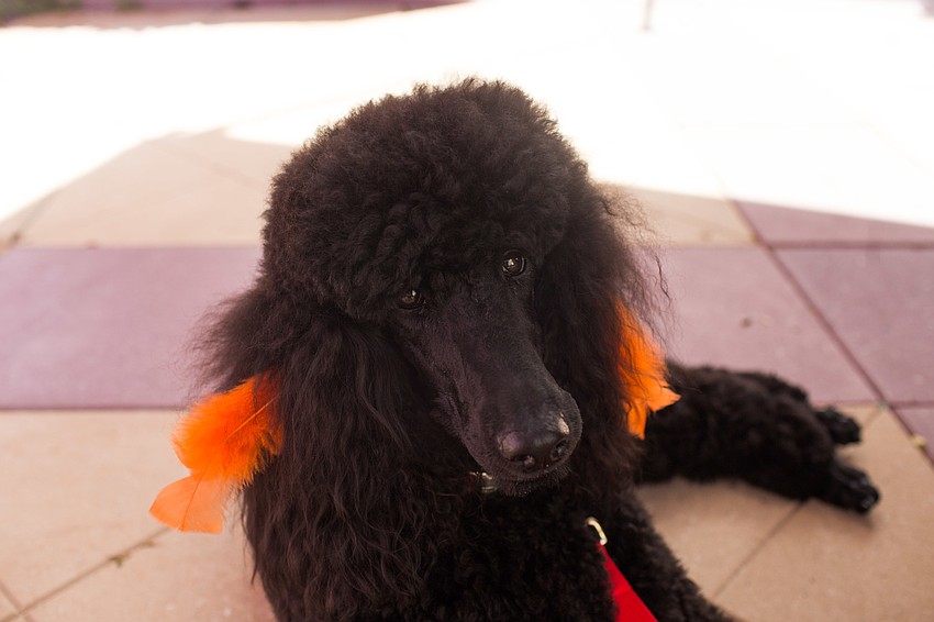Ariel was one of the dogs who walked in the fashion show.