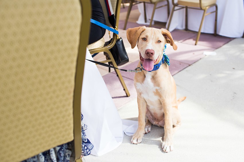 Puppy takes a break from begging for lunch to pose for a photo.