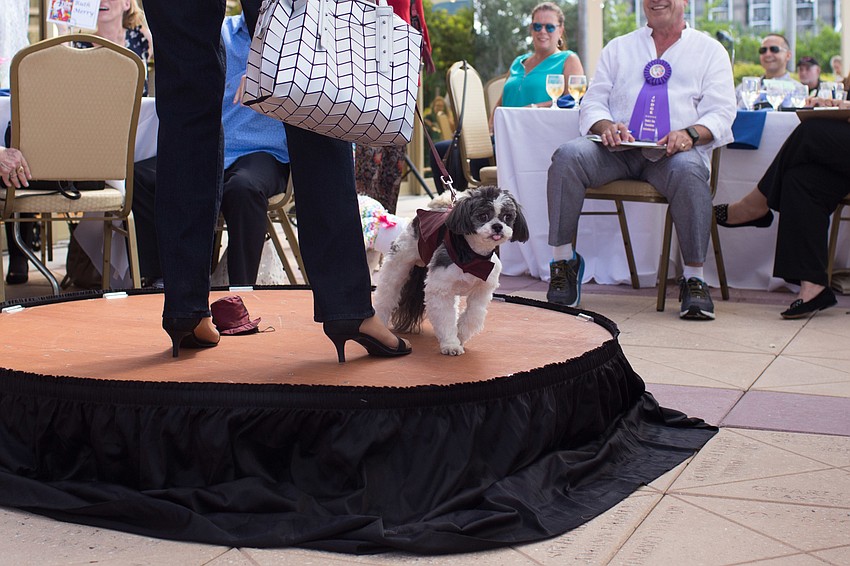 Buckeye sticks out his tongue on the runway.