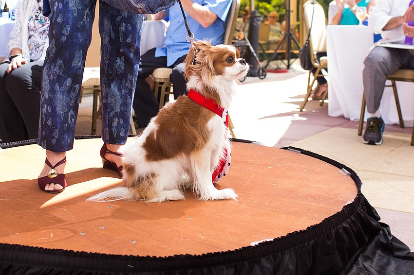 Sir Blake the Cavalier King Charles Spaniel looks out over his kingdom.