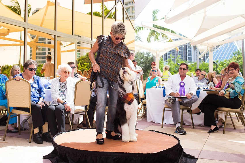Goose the Sheepadoodle won Top Dog in the second round.