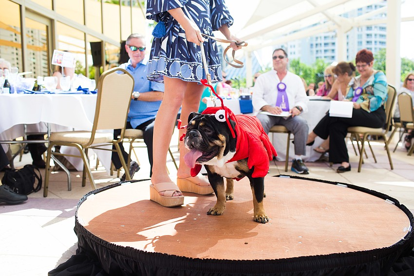 Tuna the English Bulldog sports a lobster costume.