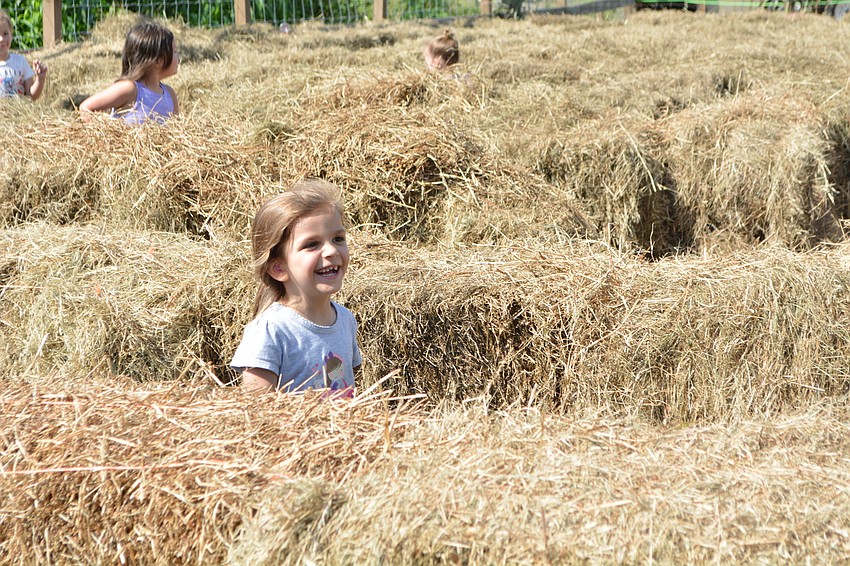 Six-year-old Teagan Zeitler, of Seminole, loves the hay maze so much she turns around when she finds the ending, just so she can complete it a second time.