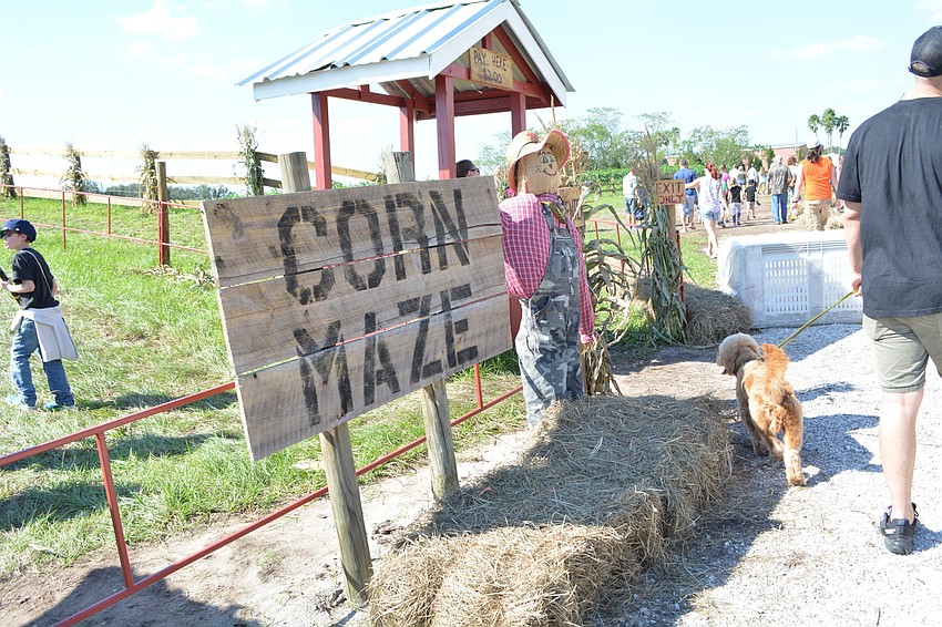 Hundreds of guests try out the corn maze, this year themed to support farmers.