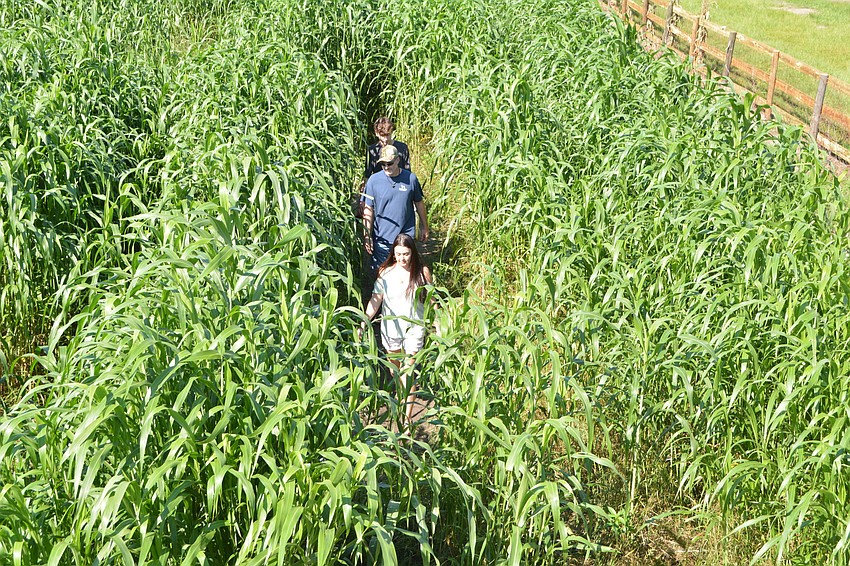 Festival-goers make their way through the corn maze. It takes most people about 30 minutes to complete.