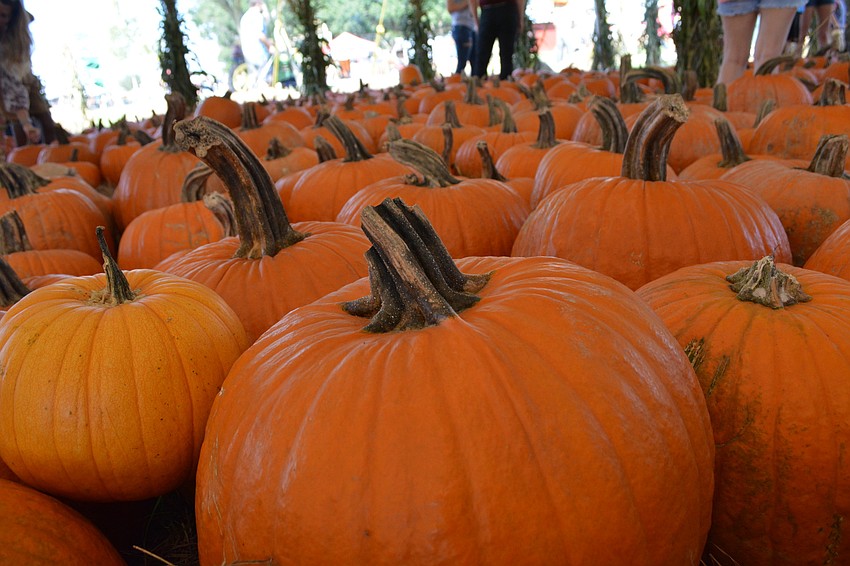 Hunsader Farms imports more than 15,000 pumpkins to sell each year at the festival.