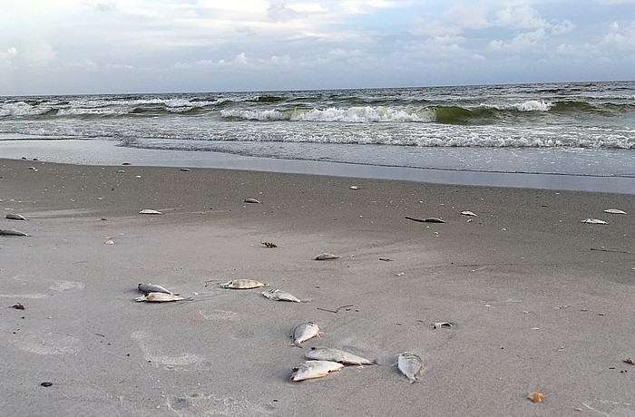 The town suspended beach cleanup operations on Oct. 12, following the offshore passage of Hurricane Michael.