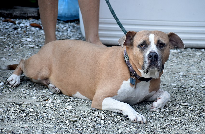 Lahni cools off in the shade.