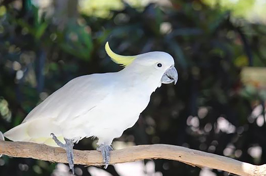 Frosty perched at his home in Sarasota Jungle Gardens.
