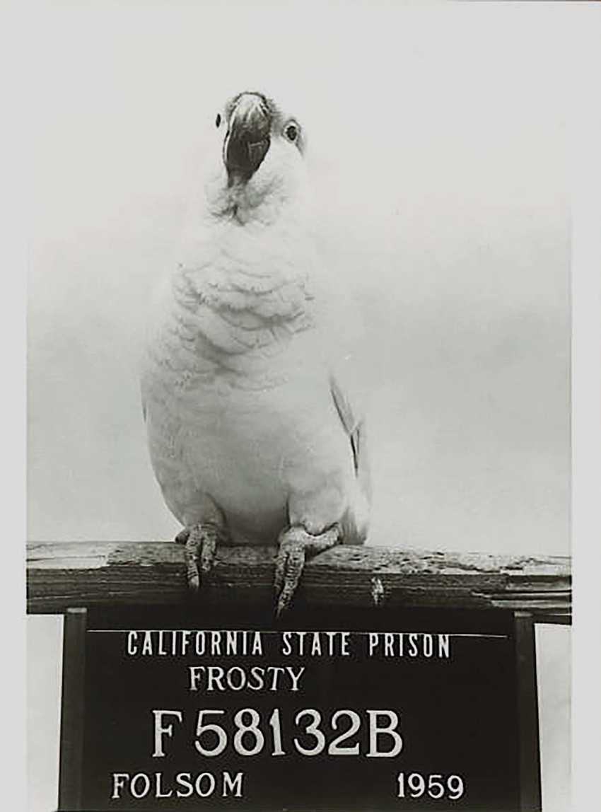 Frosty during his years training with Folsom State Prison inmates.