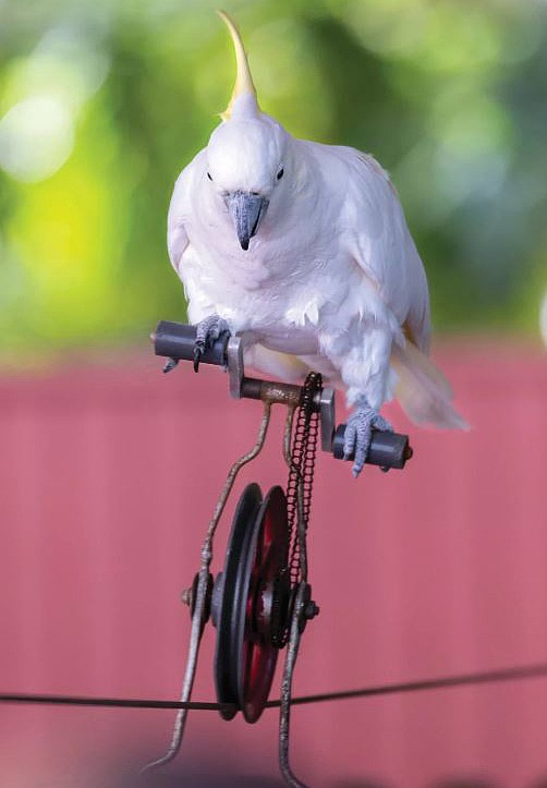 Frosty performs on a unicycle.