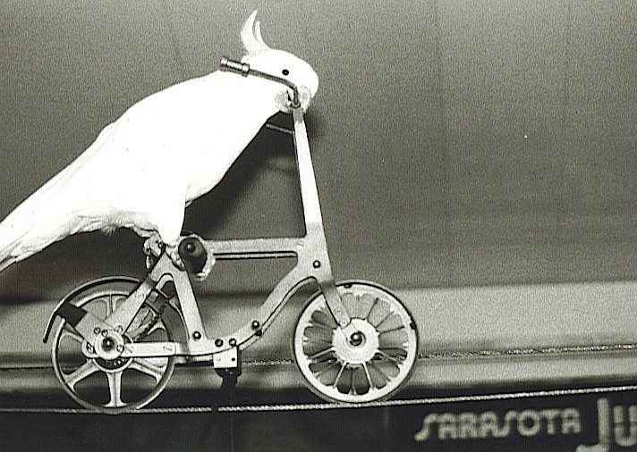 A younger Frosty performing his high-wire act at Sarasota Jungle Gardens.