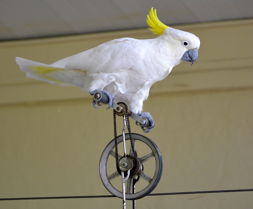 Frosty performs on a unicycle.
