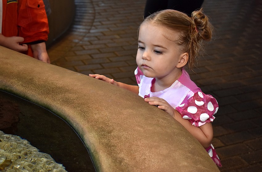 Holland Anderson checks out the touch tank during Fish, Fun and Fright.